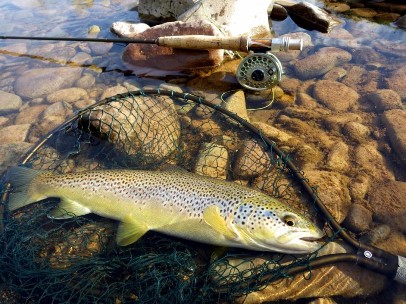 Ashford House trout - SJ of Herefordshire